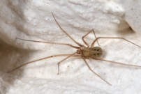 Le Pholque phalangide. Un mle (Araneae - Pholcidae - Pholcus phalangioides)